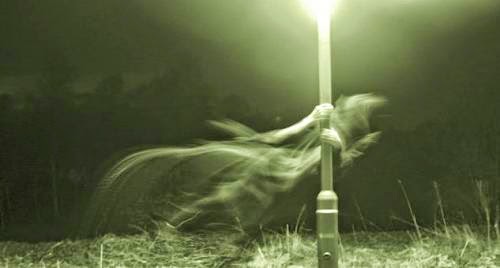 Ufos Reported In Alabama Florida And Over Roswell Georgia