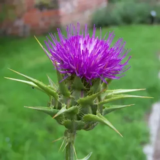 Close-up of milk thistle plant, known for its distinctive purple flowers and recognized for its herbal and medicinal properties.