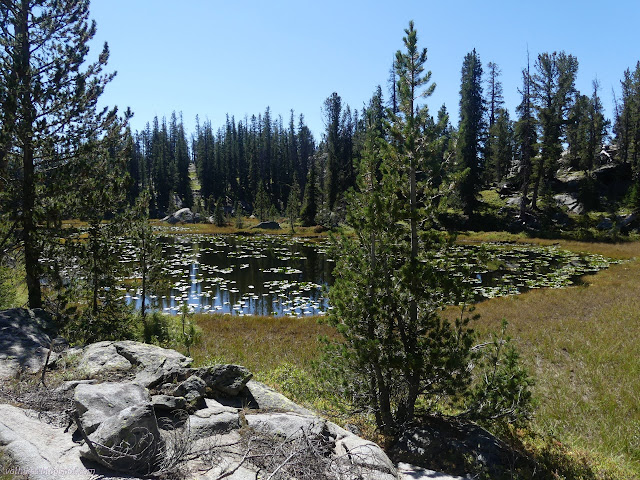 178: pond full of lily pads