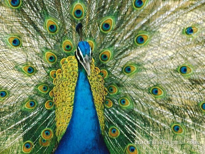 indian national bird peacock