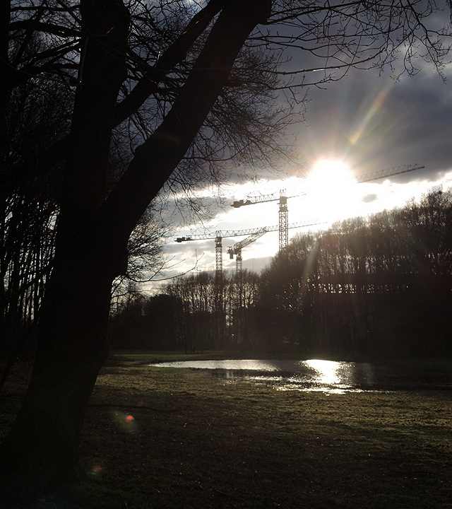 In het park: mossen en grassen en bomen en zonnestralen op de bremweide