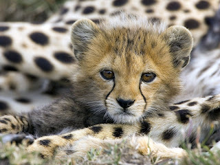 cute cheetah animal wallpaper