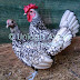 Ayam Silver Sebright Bantam