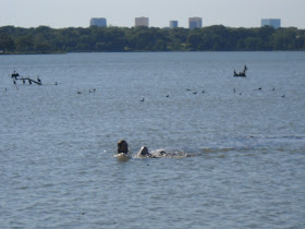 Man drowned at White Rock Lake, Dallas, TX
