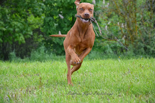 Magyar Vizsla beim Apportieren