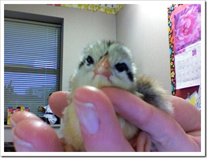 chick