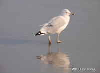 Seagull walking on beach