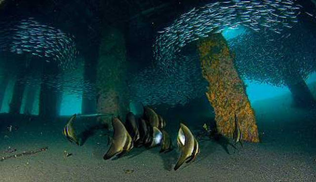 SCUBA DIVING TERBAIK DI INDONESIA