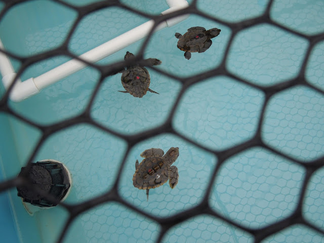 turtle hatchlings