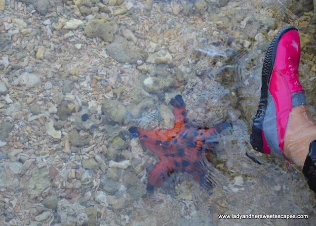 starfish in Sipalay