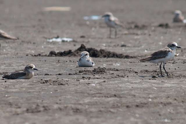 Lesser Sand Plover resting on the grounds