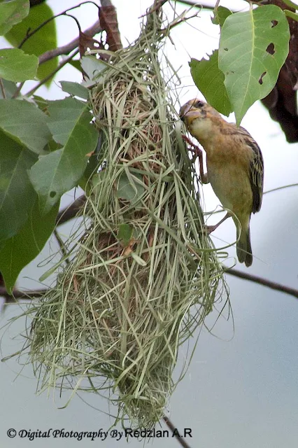 Female Baya Weaver weaving the nest