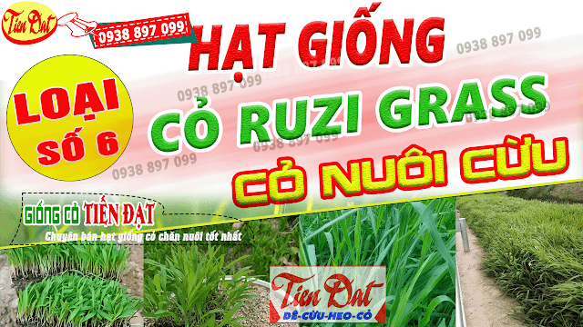 Loại giống cỏ nuôi cừu năng suất cao là cỏ ruzi