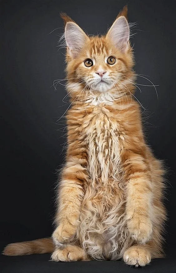 Ginger tabby Maine Coon