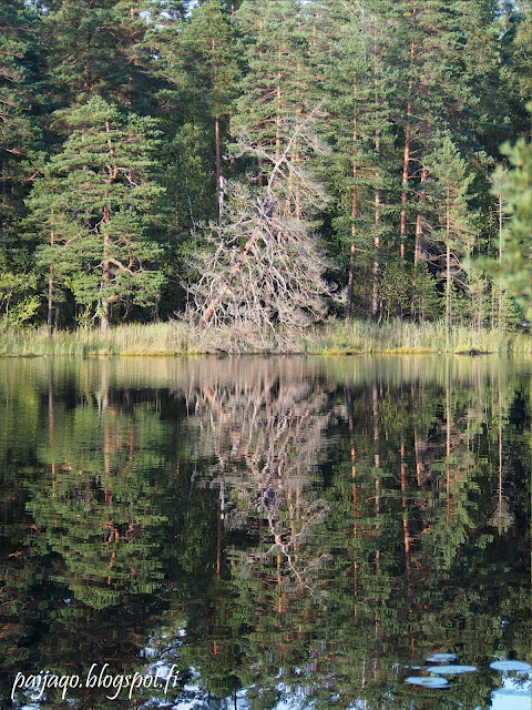 paiqo: nuuksio