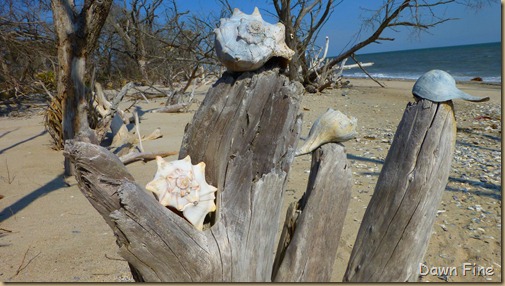 Botany Bay and the Boneyard_063