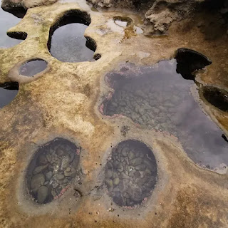 Tide pools at Botanical Beach