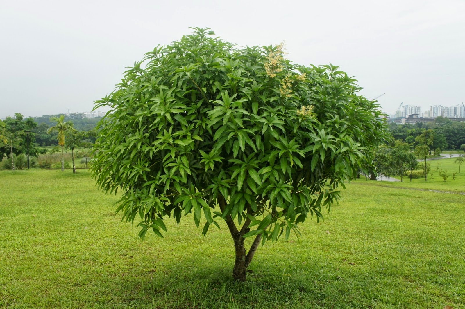 Gambar Pohon Mangga Gambar Pemandangan