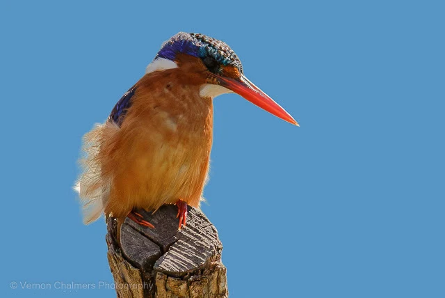 Vernon Chalmers - How to Photograph Kingfisher Birds