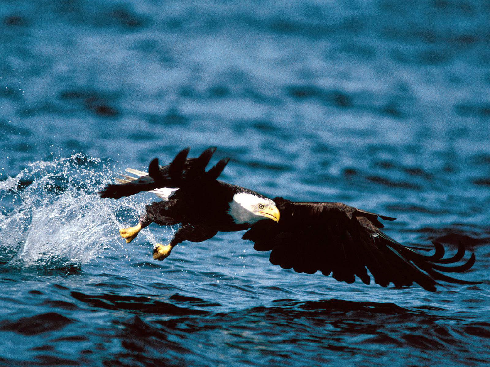 White Wolf Bald Eagle  Appreciation Month 20 Amazing 