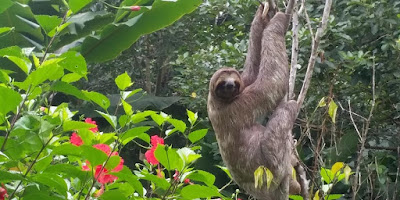 Pacaya Samiria, Flora y Fauna Pacaya Samiria, qué ver en Pacaya Samiria