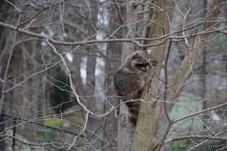 Raccoon