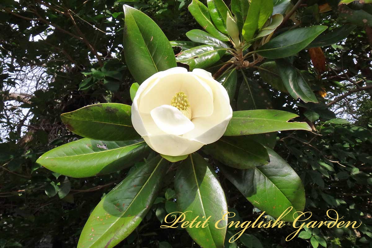 Petit English Garden Of Marple Poirot Magnolia Grandiflora タイサンボク