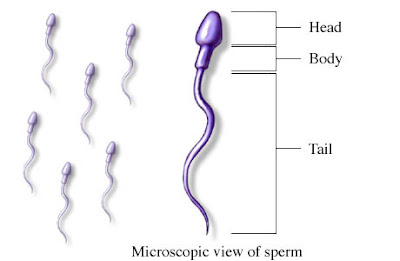 Spermatozoa, Penentu Kesuburan Pria [ www.BlogApaAja.com ]