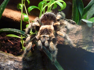 Tarantula Wallpapers