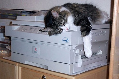 Cats Will Sleep Anywhere 06