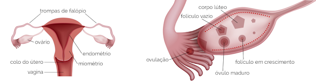 SINAIS DO CÂNCER DE OVÁRIO  