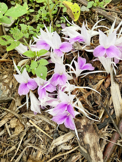 沿途漂亮的小花