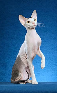 peterbald cat pets information