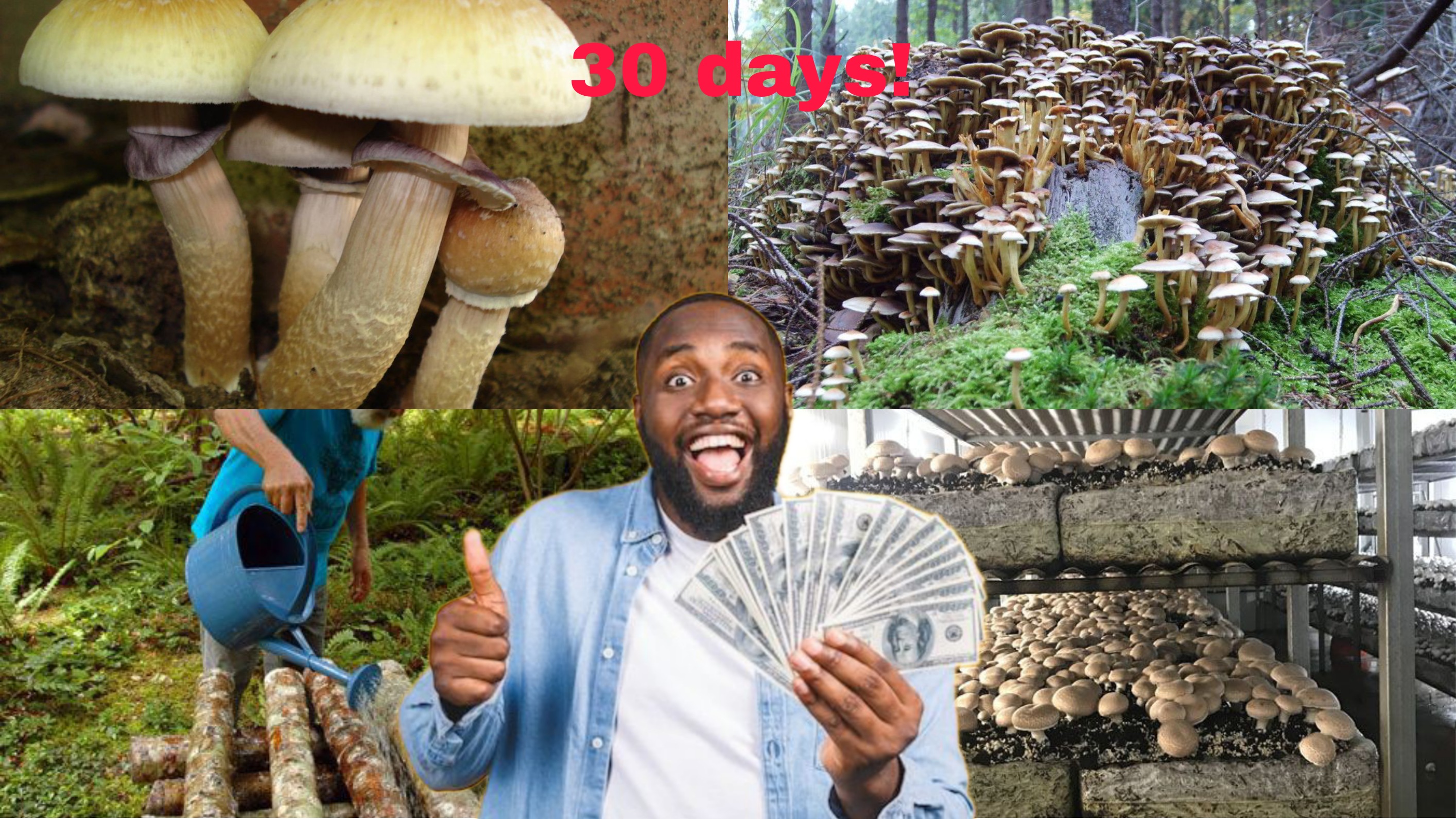 Nigerian Youths Can Achieve Wealth, Health, and Job Creation by Embarking on Lucrative Mushroom Cultivation: Unveiling a Path to Earning Millions in Just Months