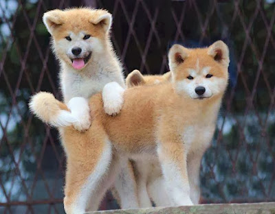 nice-Akita-Puppies