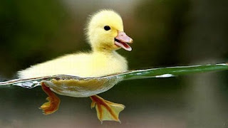 Cute Duckling