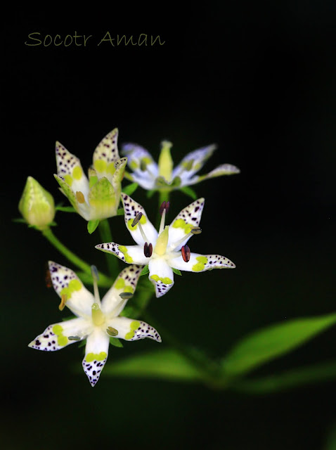 Swertia bimaculata