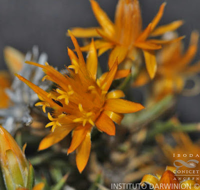 flora de la puna Chispeadora (Chuquiraga erinacea)