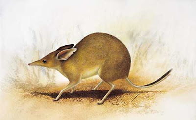 Pig footed bandicoot