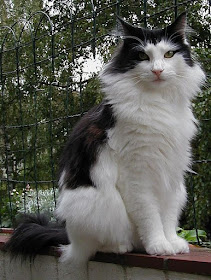 Mengenal Kucing Hutan Norwegia (Norwegian Forest Cat)