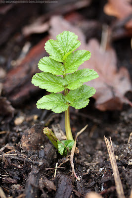 Les feuilles du panais sortent déjà