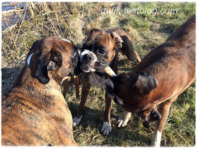 Boxergeschwister - Apollo Amy und Baxter