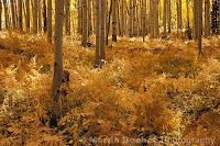 Autumn de Forest Photos