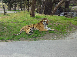 Tiger in a forest