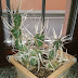 Tephrocactus articulatus var. papyracanthus