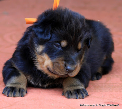 élevage de beauceron et chiot Ombre rouge de Phrygie 40120 bélis