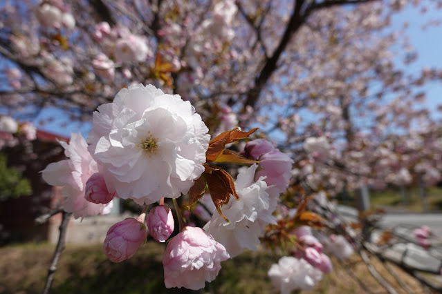 鳥取県西伯郡伯耆町丸山 ビアホフ ガンバリハウスの生垣の八重桜