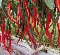 cabai merah keriting sebagai bahan membuat sambal yang sehat secara alami