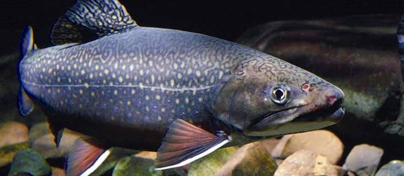 Stuffed baked trout