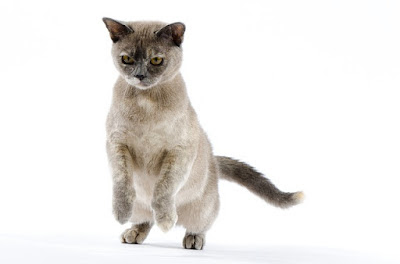 4. القطط البورمية Burmese cat